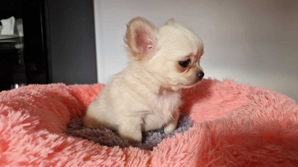 Długowłosy kremowy maluszek chihuahua!