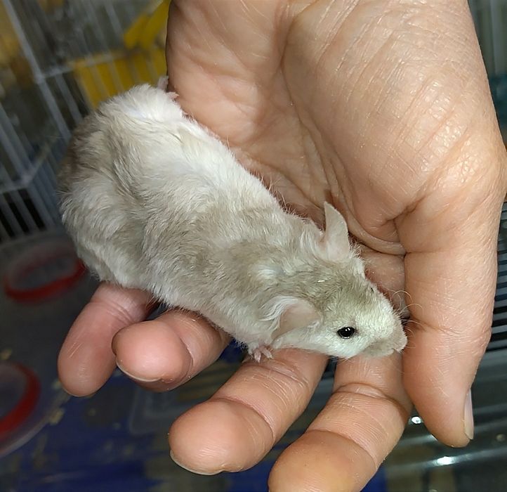 Пухнасті декоративні миші різних кольорів