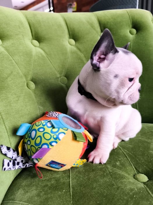 Buldog francuski biało niebieski samiec  pies szczeniak