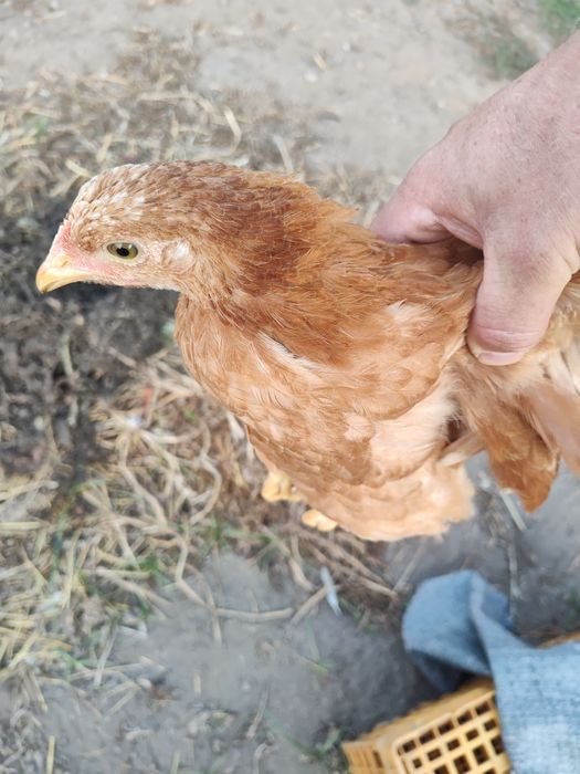 Galinhas raça novas