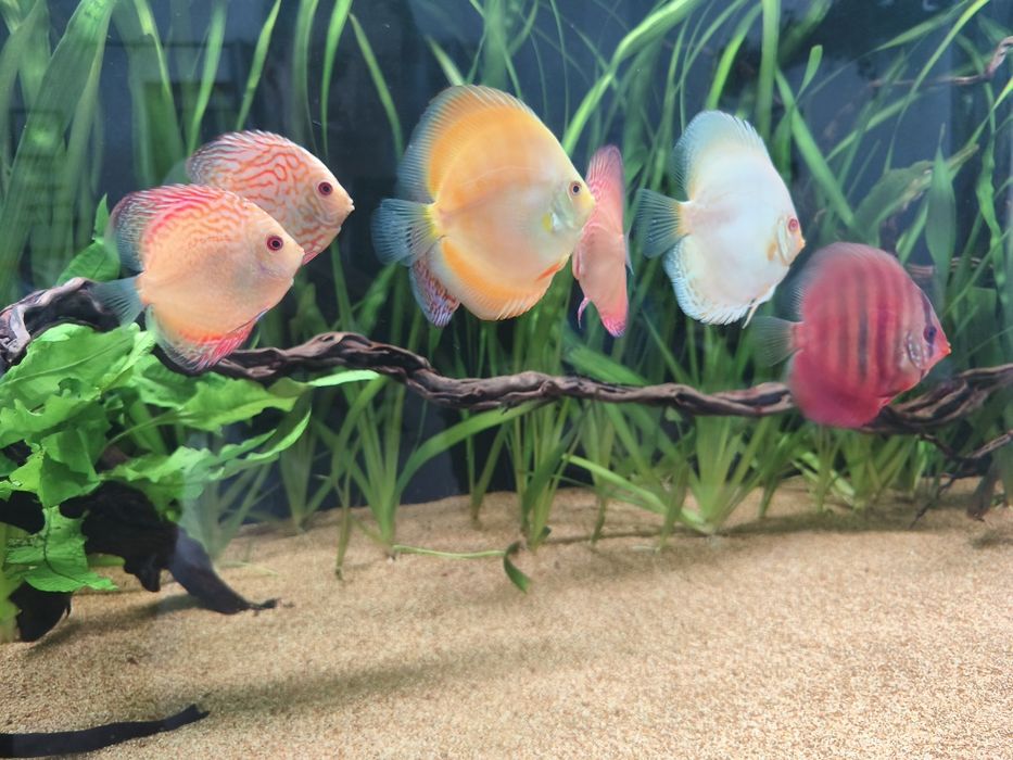 Peixes discus pra venda