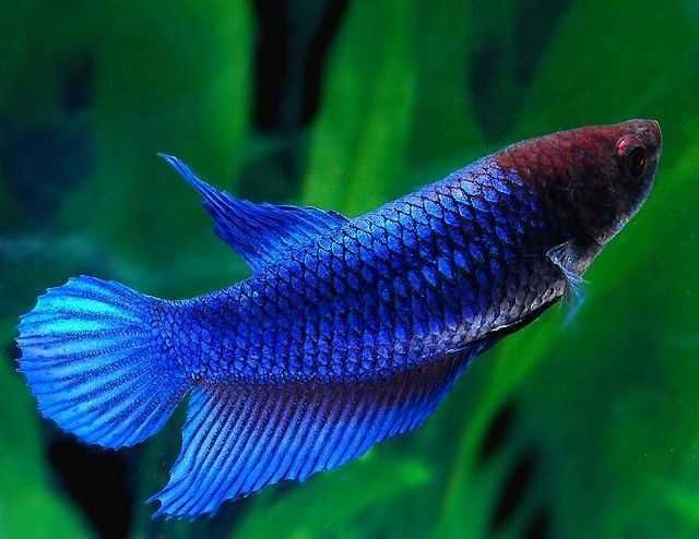 GB Bojownik Wspaniały - Samiczka | Różne kolory! - dowóz ryb!