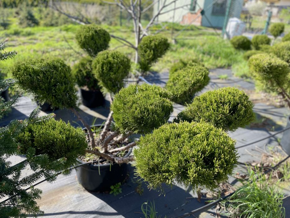 Bonsai Rosliny Formowane