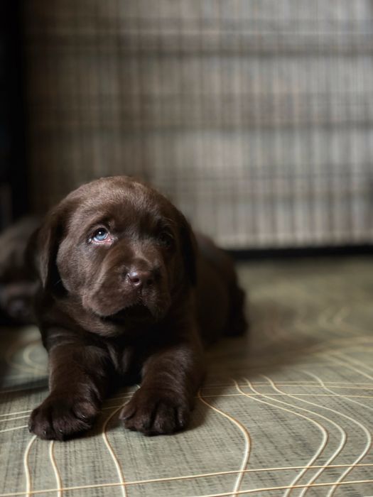 Солодкий шоколад Лабрадор Ретривер