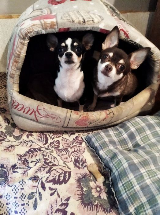 Детки пупсики чихуахуа.