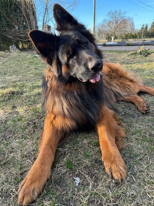 owczarek niemiecki, owczarki niemiecki wyjątkowe