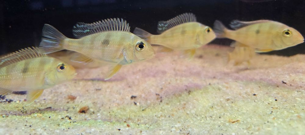 Ziemiojad Orange head tapajos