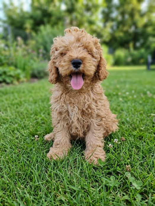 Cockapoo - Spaniel/Pudel