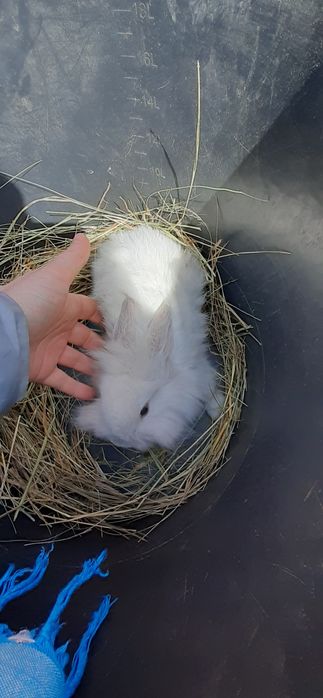 Kroliczki miniaturki Lwy !