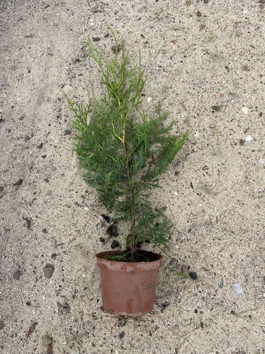 Th. Brabant 55-65cmDoniczka P10