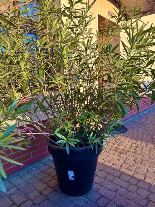 oleander pospolity