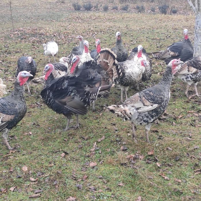 Продам індики індюки індички