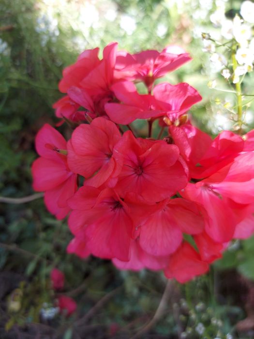 Герань пеларгонія калачики ампельна зональна зірчаста плющелиста духмя