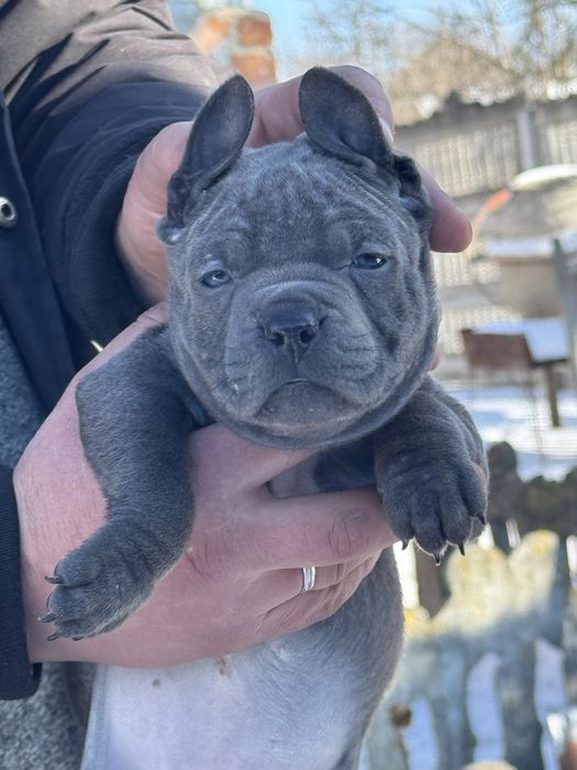PitbullXL, Пітбуль блакитний колір ,ABKC