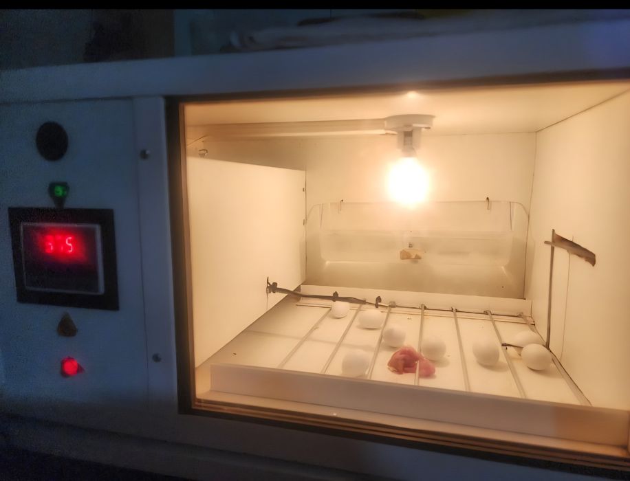 Agapornis 100% Domesticado