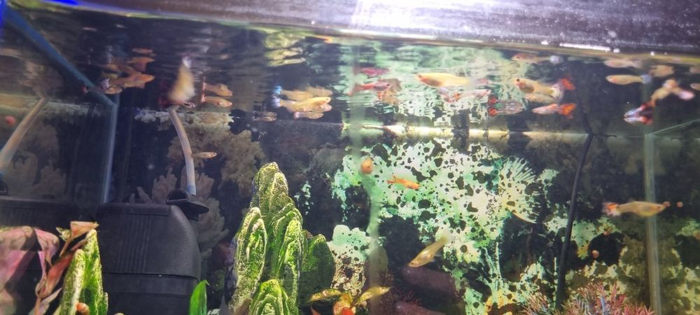 Guppys peixes de aquario