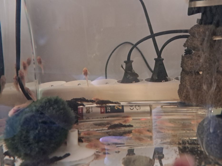 Złote glonojady- zbrojniki