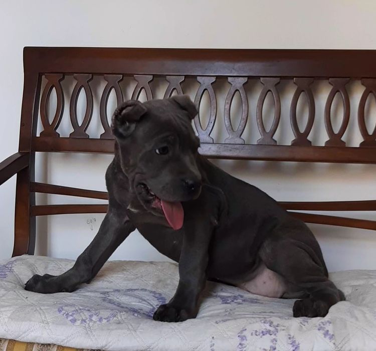 купірувана дівчинка кане корсо