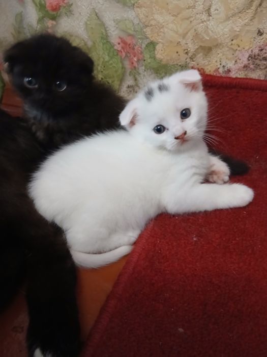 Кошенята шотландскі весловухі