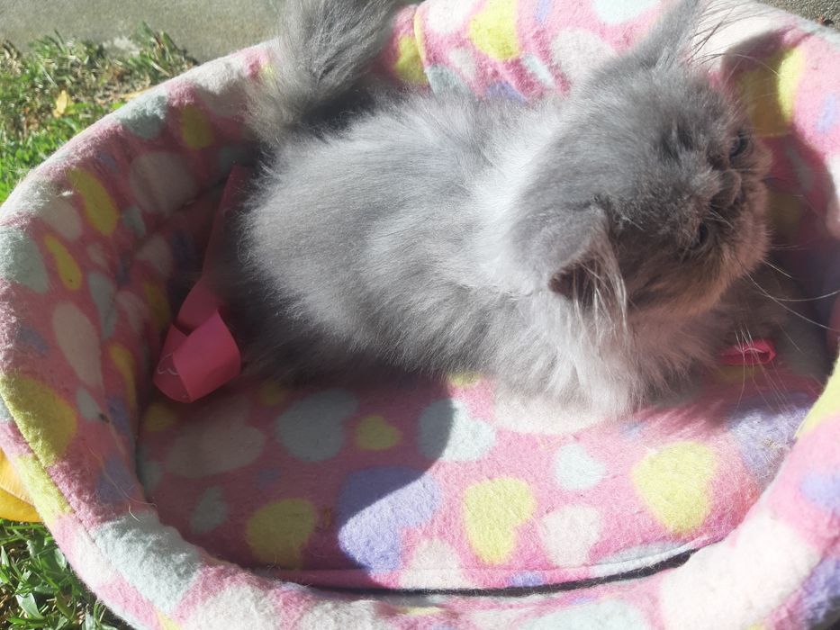 Gato persa azul(cinza)