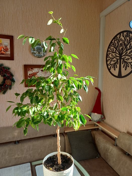 Продам фікус Бенжаміна