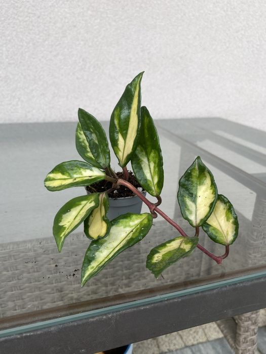 Ukorzenione sadzonki hoi