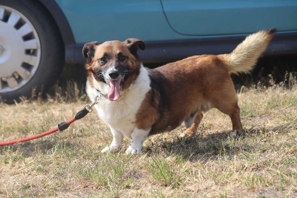 Bolo - delikatny psiak do adopcji - szuka domu