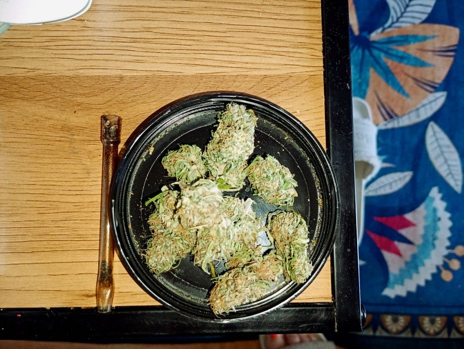 10g Island Sweet Skunk Susz Roślinny cbt cbl cbc Lot w kosmos! Działa