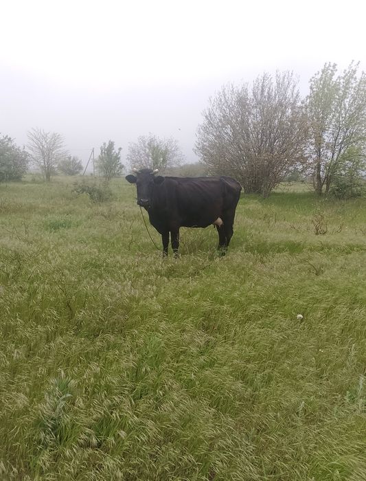 Продам дійну корову.