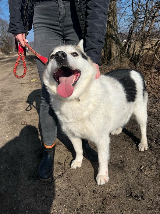 Oskar pies do adopcji