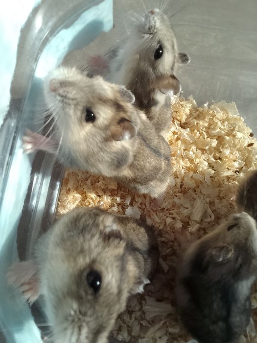 Продаю хомяків 50грн