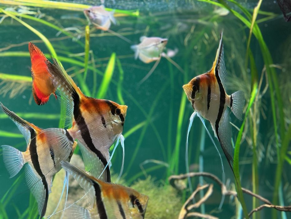 Skalary Manacapuru red back  F2