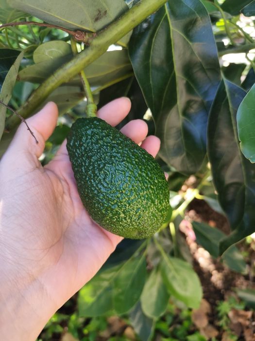 Abacates biológicos