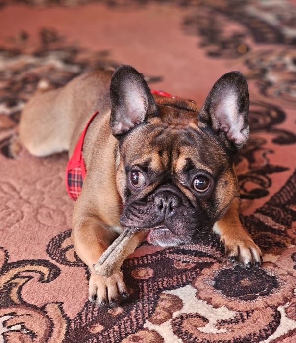 Вязка французский бульдог