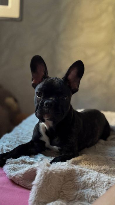 Французкий бульдог