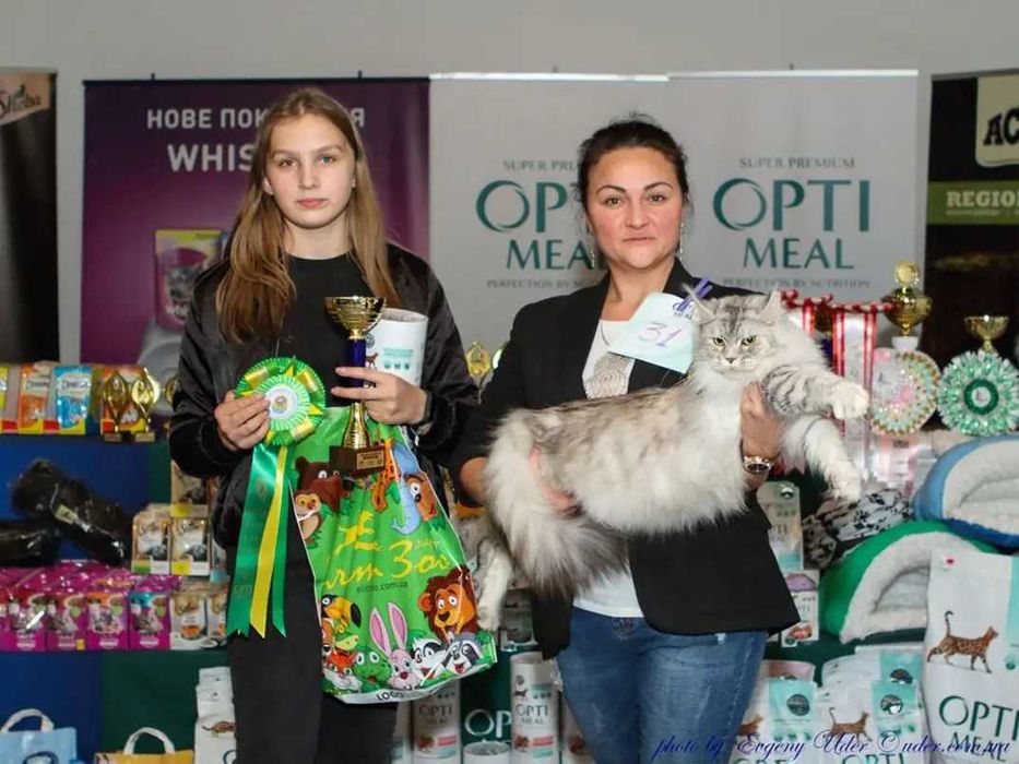 Коти породи Мейн-кун. Купити!