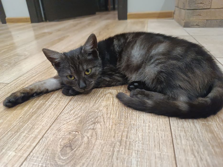 Кошенятко дівчинка