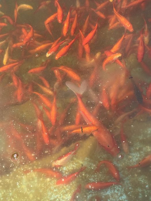 Золоті рибки для водойми або акваріума