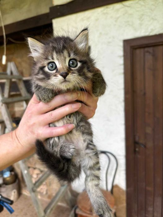 Гарні котики чекають на своїх дбайливих господарів!