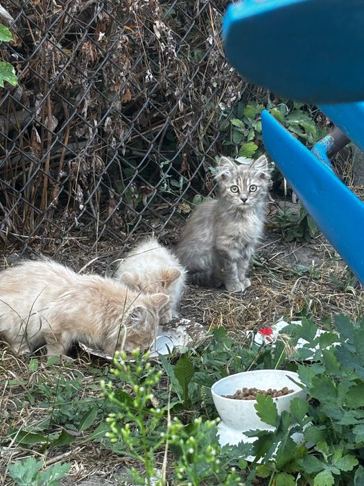 Кошенята в добрі руки