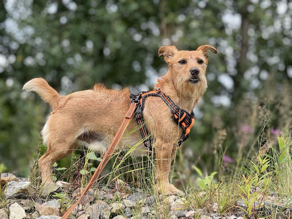 mały, młody piesek w typie terriera - super towarzysz, mądry i czysty