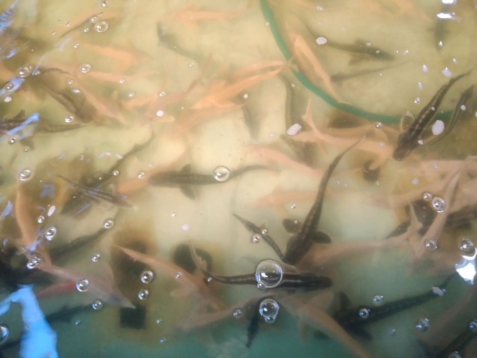 Amur karp sazan jesiotr karaś złoty Węgorz