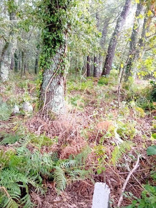 Terreno Forjães 460m² – Ideal para Mini Quinta ou Pomar