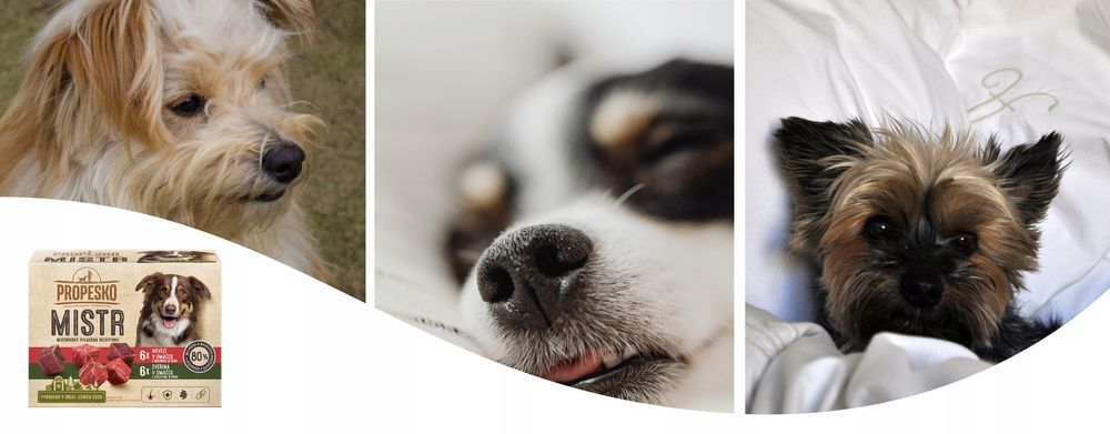 Propesko Mistr Mokra Karma Dla Psów 12X85G Wołowina I Dziczyzna