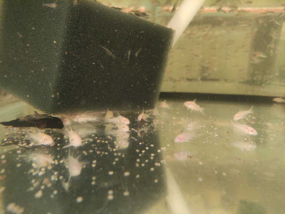 Ryby Akwariowe: Kirys Albinos, Spiżowy, Pstry, Panda, Sterby