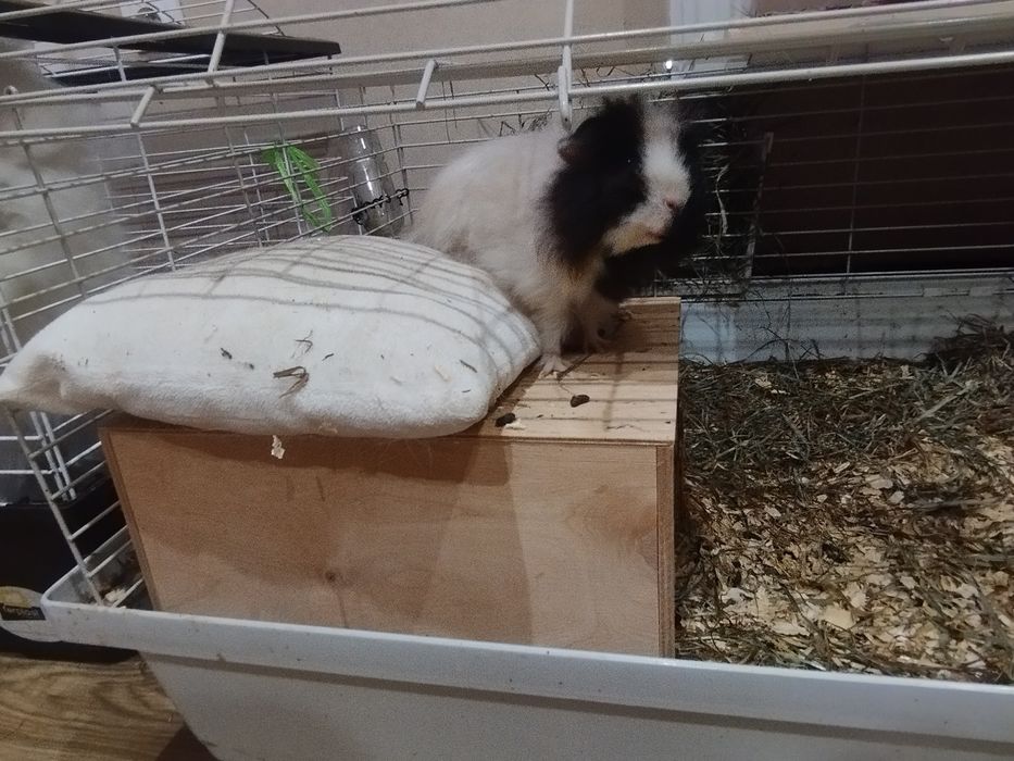 Świnki morskie z klatką