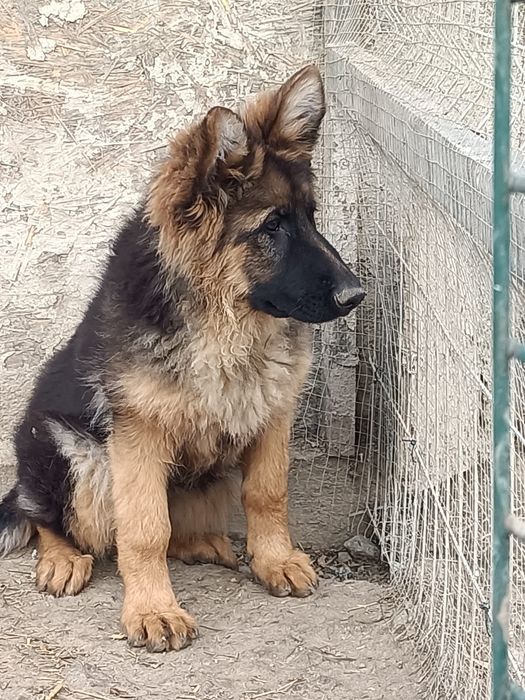 Owczarek niemiecki - suczka