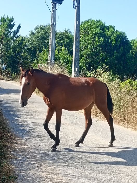 Vendo poldra tipica