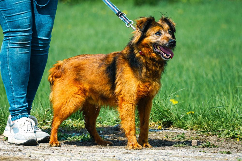 GUCIO - śliczny, łagodny psi senior