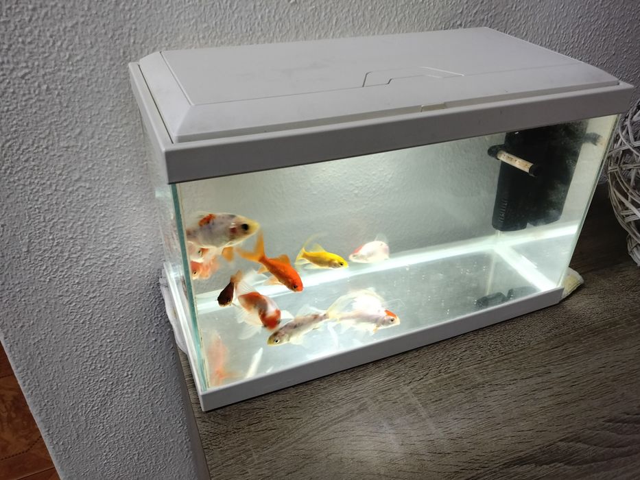 Vendo ou troco aquário